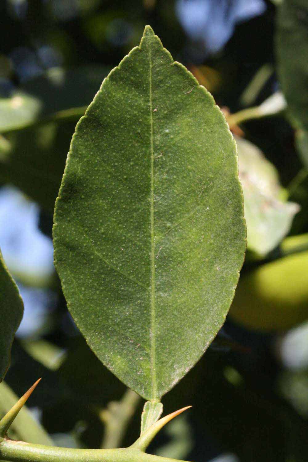              Unifoliolate leaf (Riverside, CA)       
